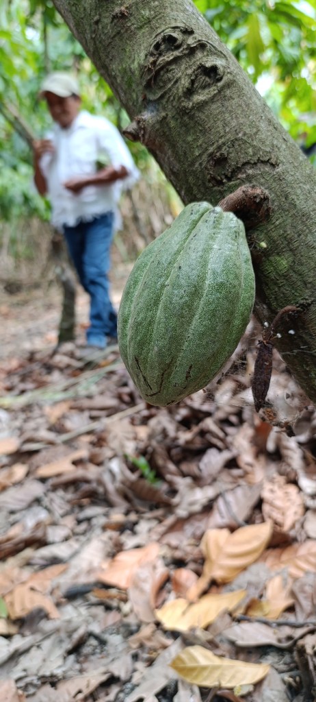 Cacao, cacaotal, Don Oscar, Peru, Jaén, Huaca Montegrande