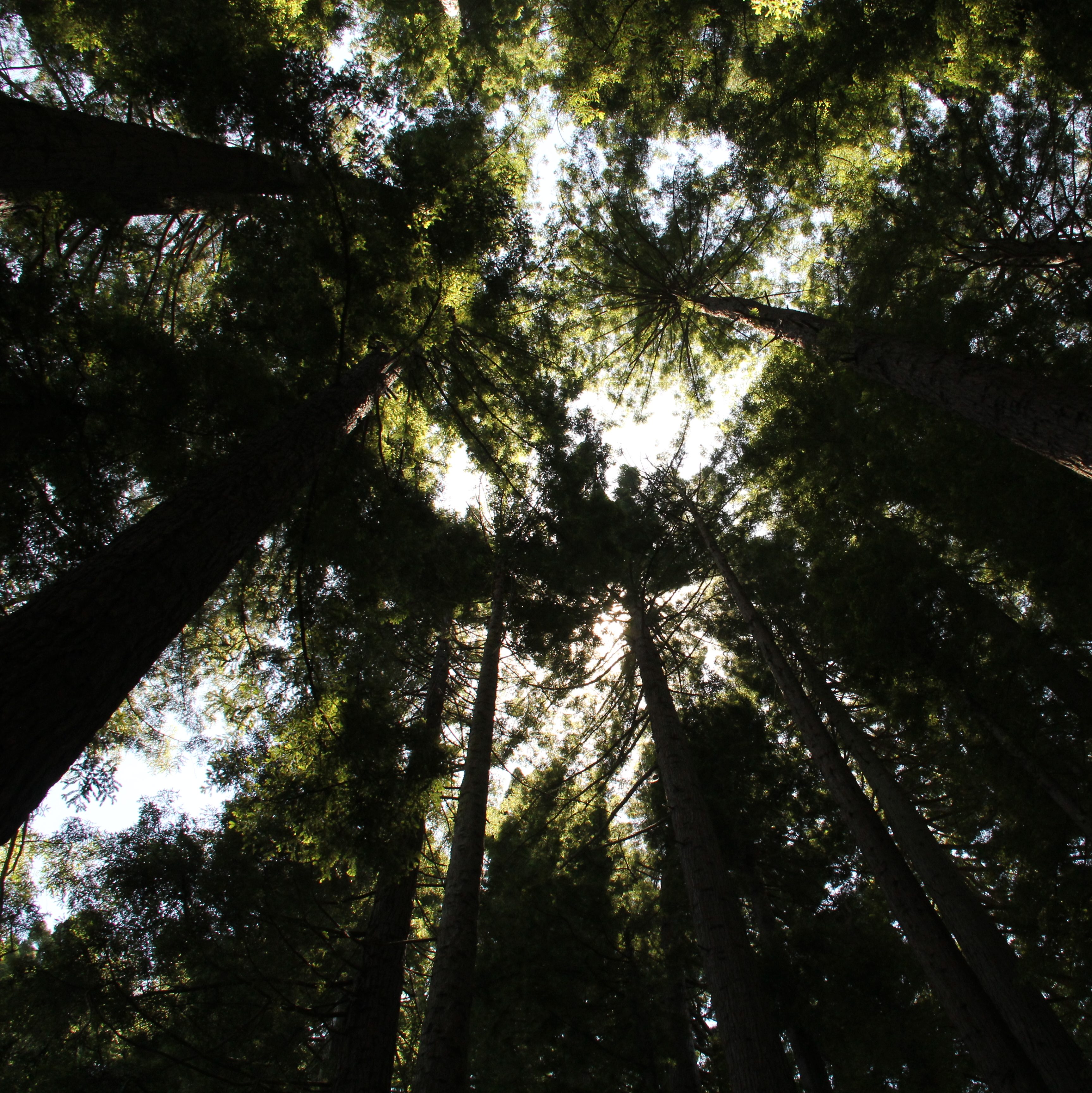 Natur, Coaching, Shinrin Yuko, Waldbaden, Betsimmung