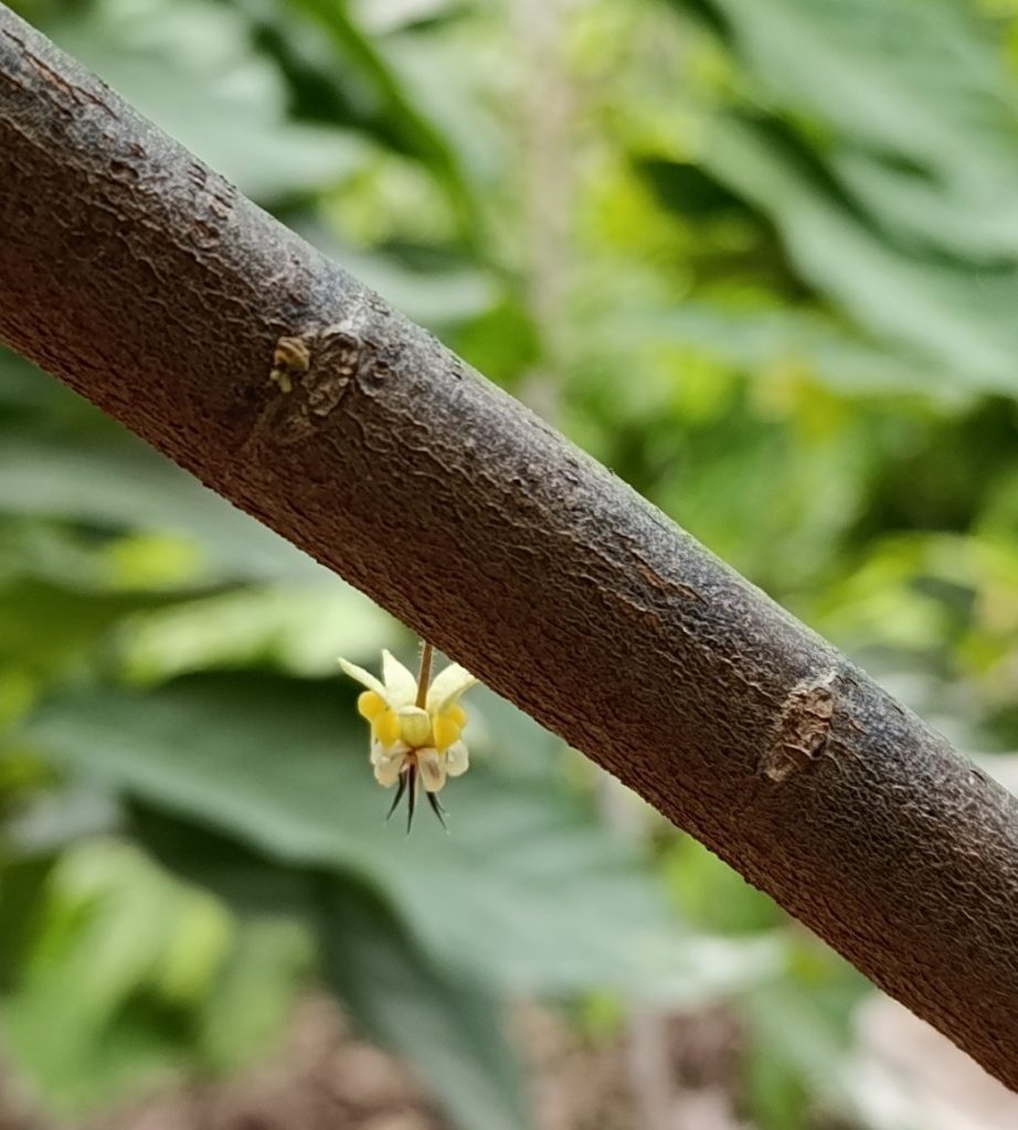 Kakao, Route des Kakao, Vortrag, Cacao, Ruta del Cacao