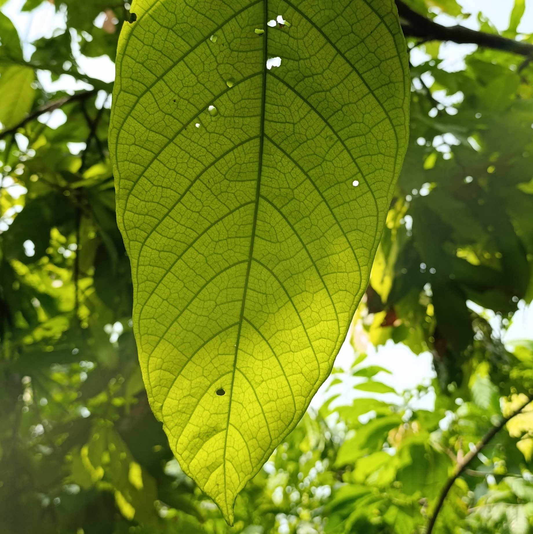 Kakao, Cacao, Ritual, Natur