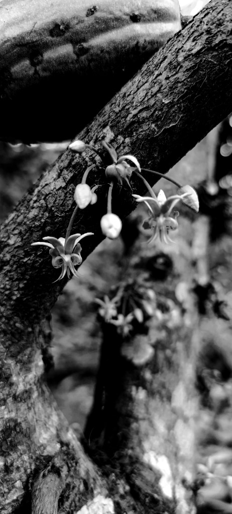 Cacao, flower, far, orchard, cacaotal